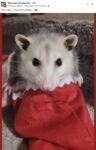 Opossum 807 FB