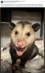 Opossum 808 FB