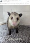 Opossum 809 FB