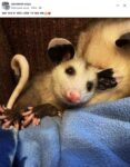 Opossum 810 FB