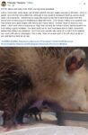 Opossum 811 FB