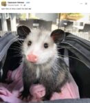 Opossum 813 FB