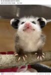 Opossum 814 FB