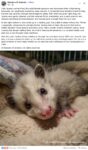 Opossum 815 FB