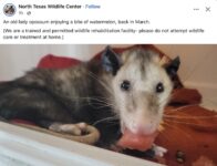 Opossum 816 FB