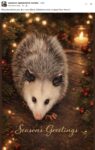 Opossum 817 FB