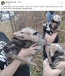 Opossum 818 FB