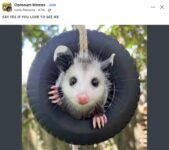 Opossum 819 FB