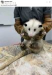 Opossum 820 FB