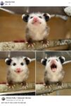 Opossum 821 FB