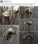 Opossum 822 FB