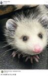 Opossum 823 FB