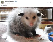 Opossum 824 FB
