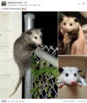 Opossums 262 FB