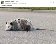 Opossums 263 FB