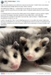 Opossums 264 FB