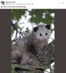 Opossums 265 FB