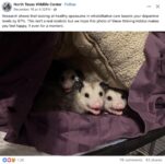 Opossums 266 FB