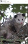 Opossums 268 FB