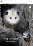 Opossums 269 FB