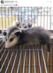 Opossums 270 FB