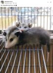 Opossums 273 FB