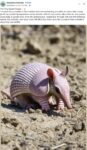 Pink Fairy Armadillo FB