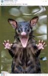 Water Opossum FB