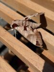2026 5 28 Ragtime Racers Sonoma Raceway, CA Velocity Invitational cool moth