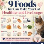 9 Foods for healthier cats FB