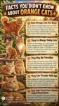ABOUT ORANGE CATS FB
