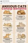 ANXIOUS CATS Catnip FB