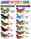 AUGUST BUTTERFLY GUIDE FB