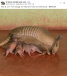 Armadillo mom FB