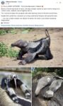 Baby Anteater FB