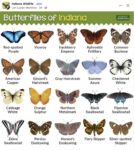 Butterflies of Indiana FB