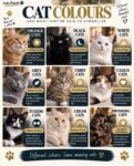 CAT COLOURS FB