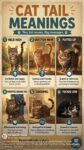 CAT TAIL MEANINGS FB
