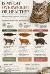 CATS OVERWEIGHT or HEALTHY? FB