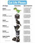 Cat Life Phases FB