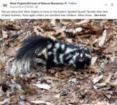 Eastern Spotted Skunk FB