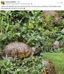 Indiana turtle FB
