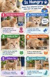 Is Cat Hungry FB