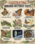 MONARCH BUTTERFLY FACTS FB