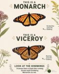 MONARCH and VICEROY Butterflys FB
