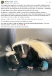 Mom skunk and baby FB