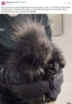 North American Porcupine Maple FB