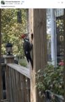 Pileated Woodpecker FB