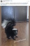 Skunk Howie Mansmell FB