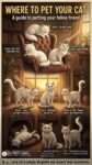 WHERE TO PET YOUR CAT FB